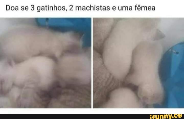 Doa se 3 gatinhos, 2 machistas e uma fêmea