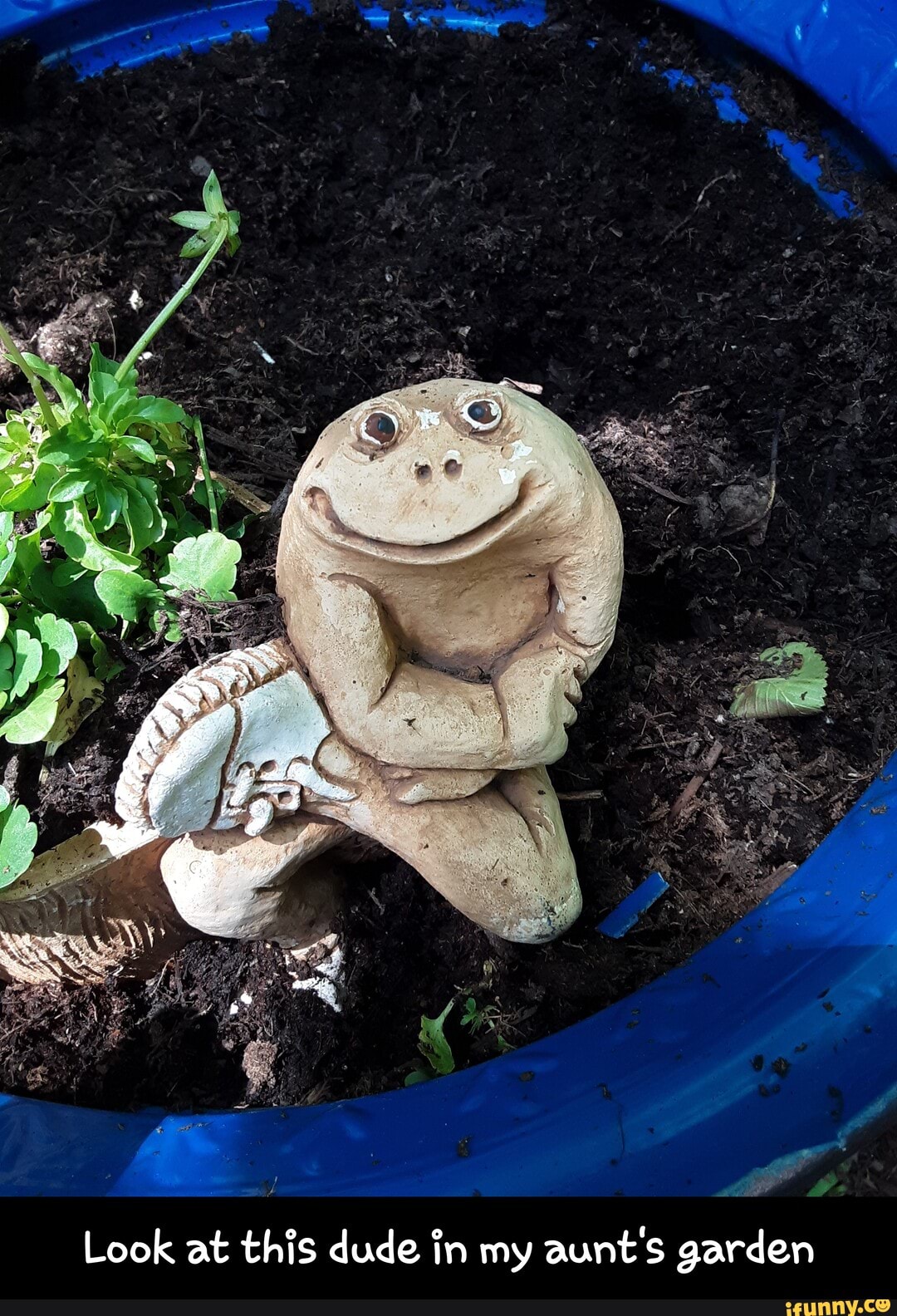 Look at this dude in my
aunt's garden - Look at this dude in my aunt's garden