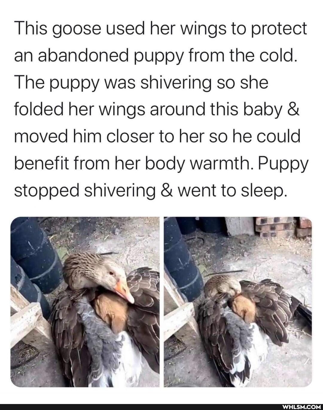This goose used her wings to protect an abandoned puppy from the cold.
The puppy was shivering so she folded her wings around this baby & moved him closer to her so he could benefit from her body warmth. Puppy stopped shivering & went to sleep.