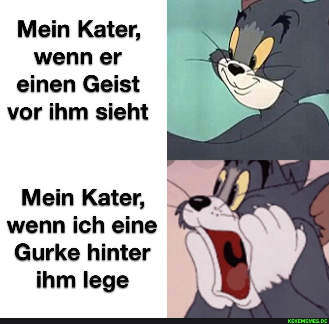 Mein Kater, wenn er einen Geist vor ihm sieht
Mein Kater, wenn ich eine
Gurke hinter ihm lege