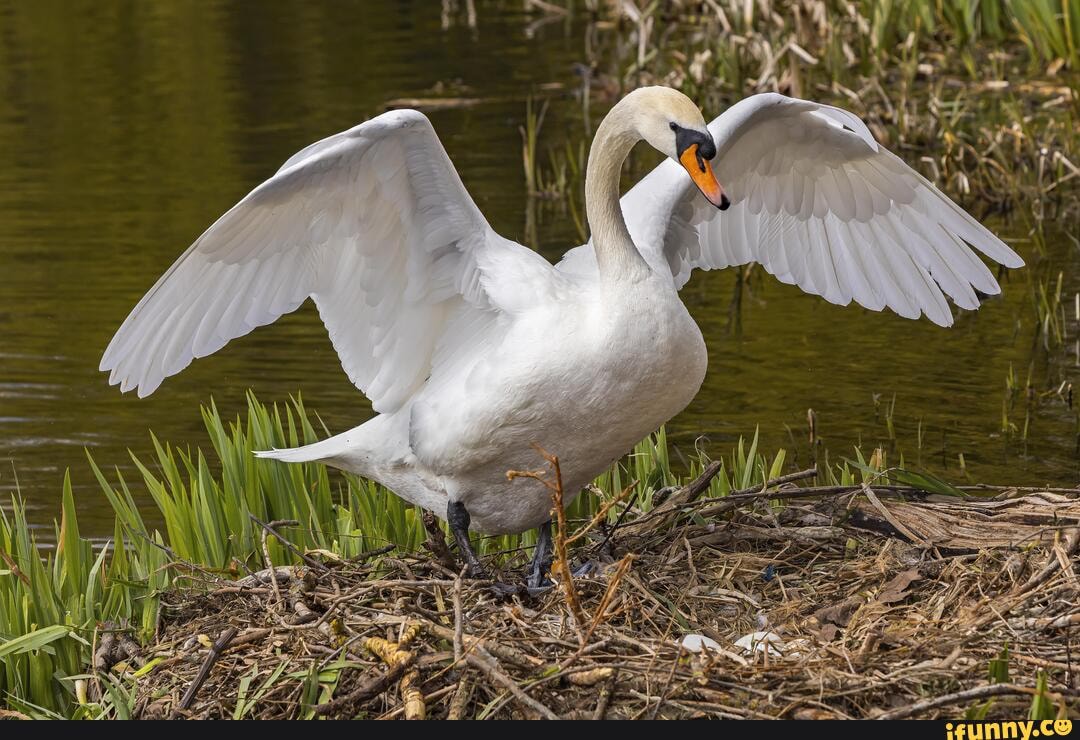 swan, protecting, eggs
