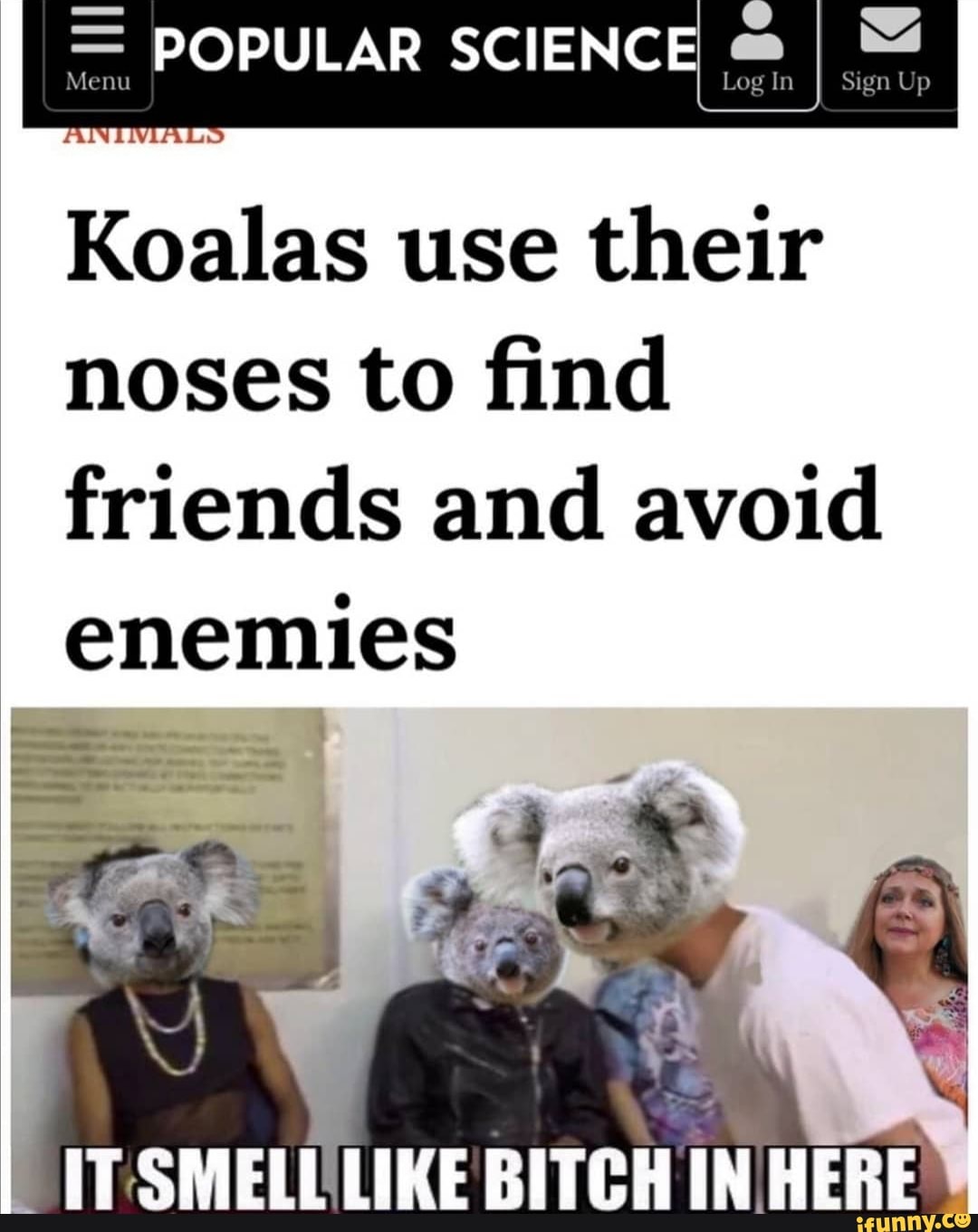 POPULAR SCIENCE Koalas use their noses to find friends and avoid