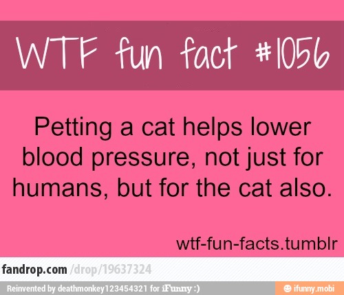 WTF fun tact #1056
