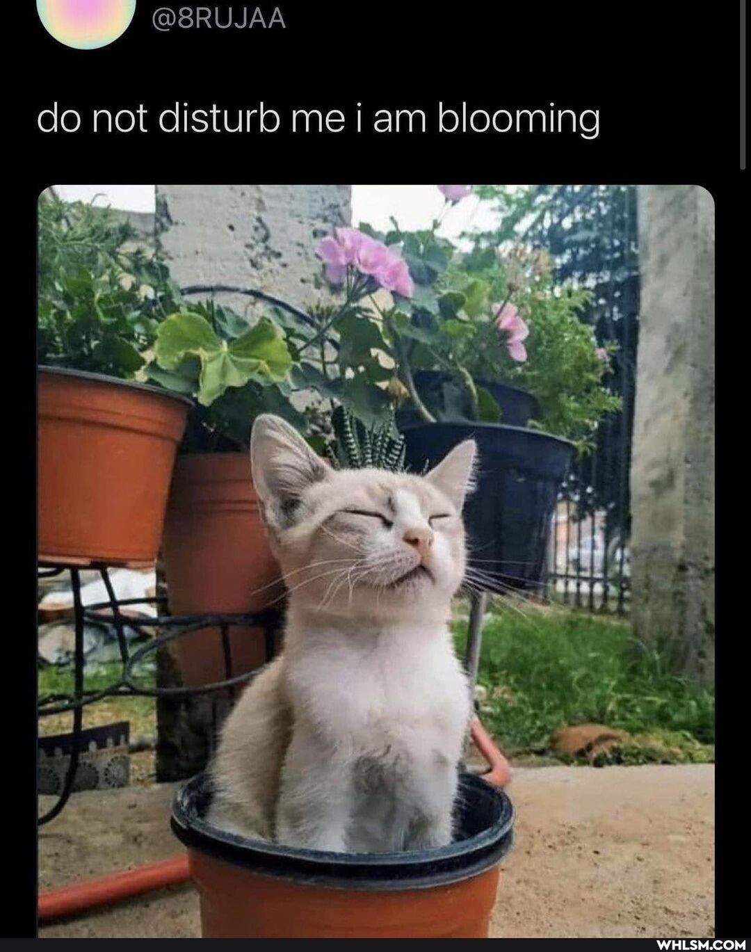 do not disturb me iam blooming
