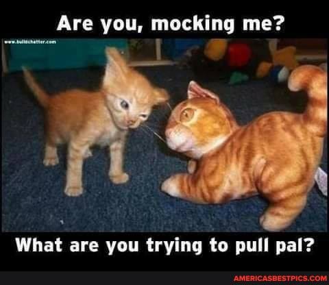 Are you, mocking me?
What are you trying to pull pal?