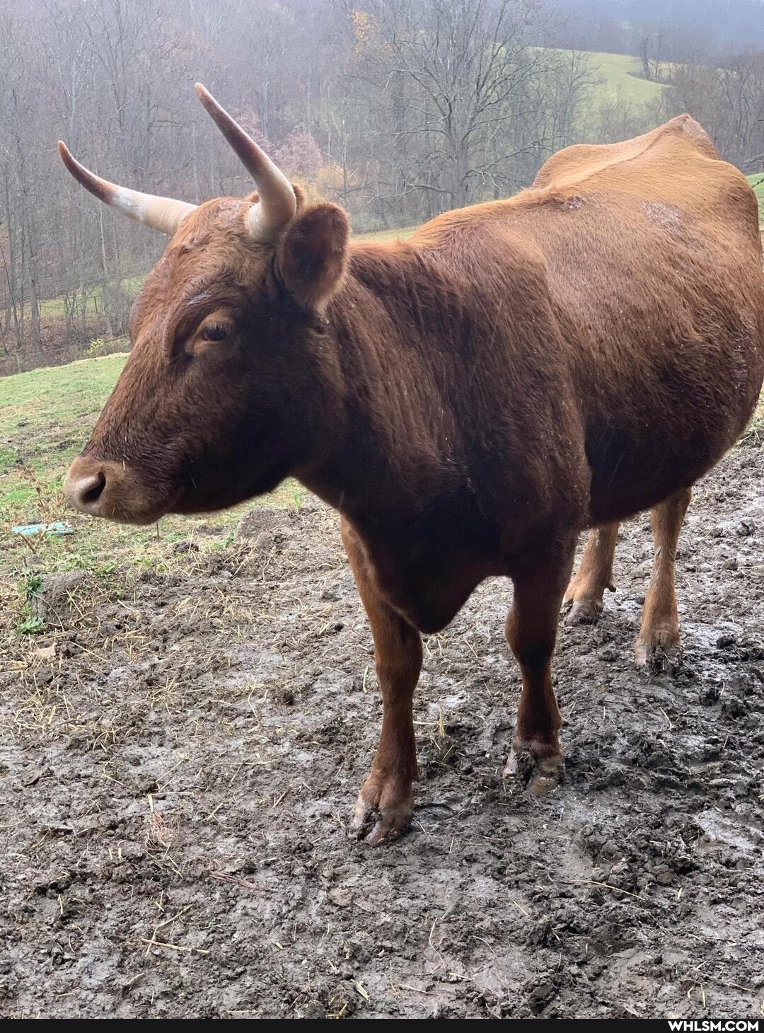 mildly_interesting, cows, moo, farming
