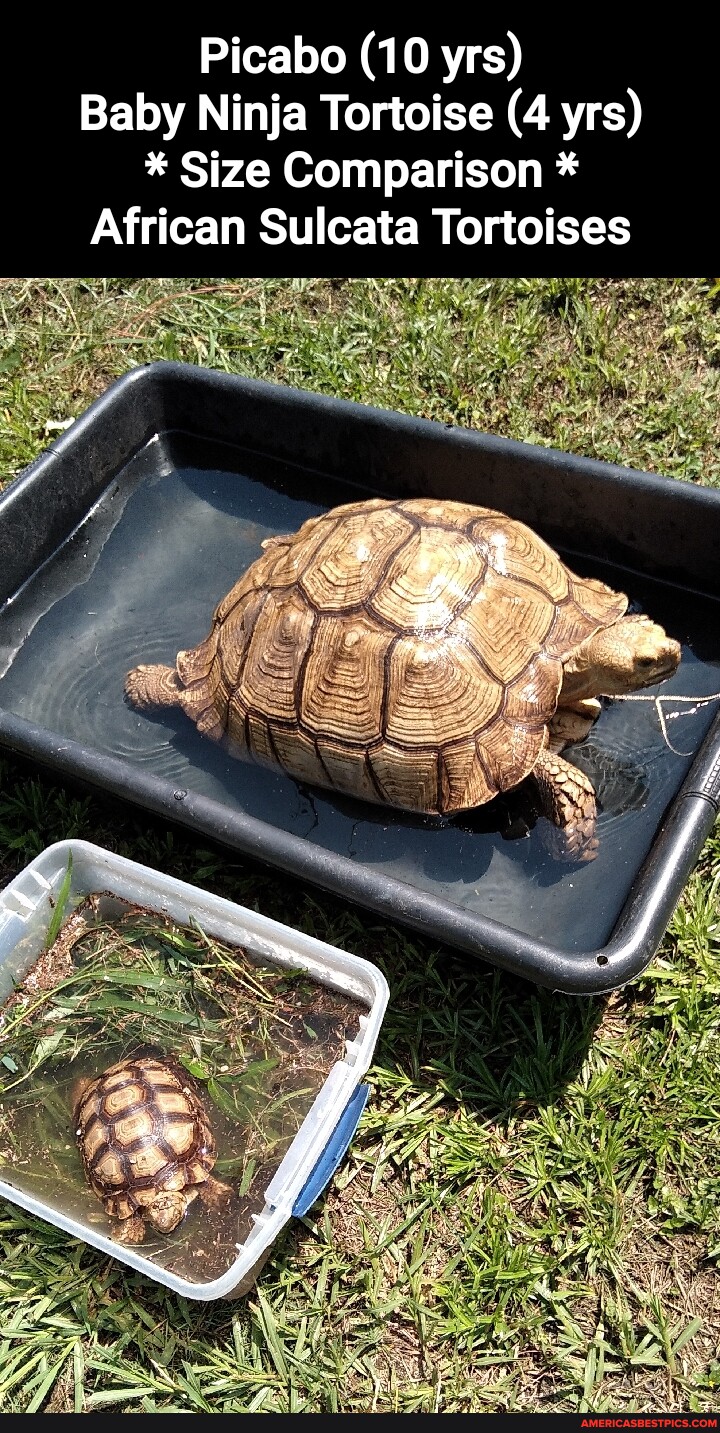 Picabo (10 yrs) Baby Ninja Tortoise (4 yrs) * Size Comparison * African ...