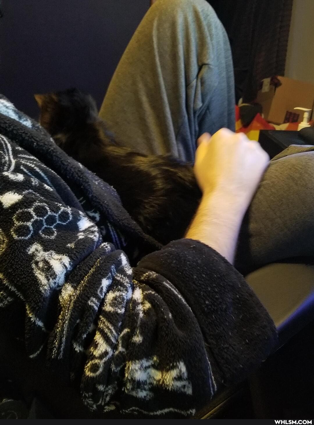 aww, neutral_post, cat