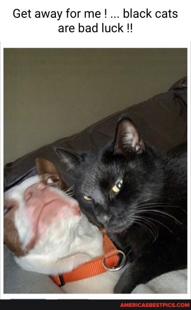 Get away for me! black cats are bad luck