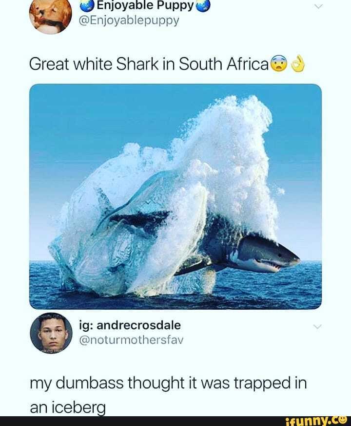 Great white Shark in South Africa@
my dumbass thought it was trapped in