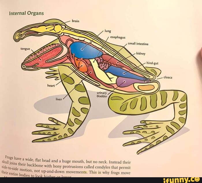 Internal Organs Frogs have a wide, flat head and a huge mouth, but no ...