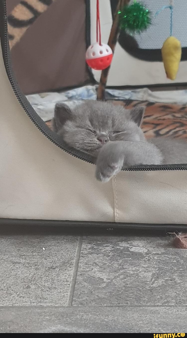 funny, cats, puppy, animals, caturday