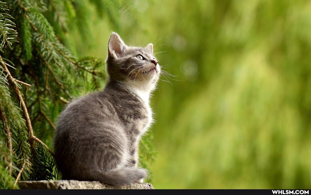 cat, cats, funny_cats