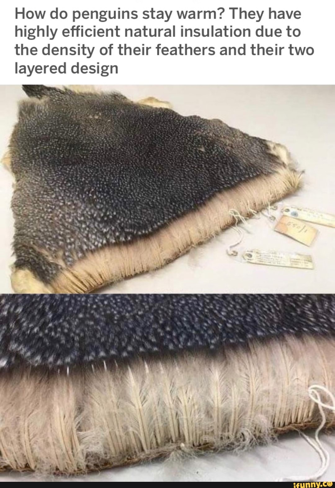 How do penguins stay warm? They have highly efficient natural