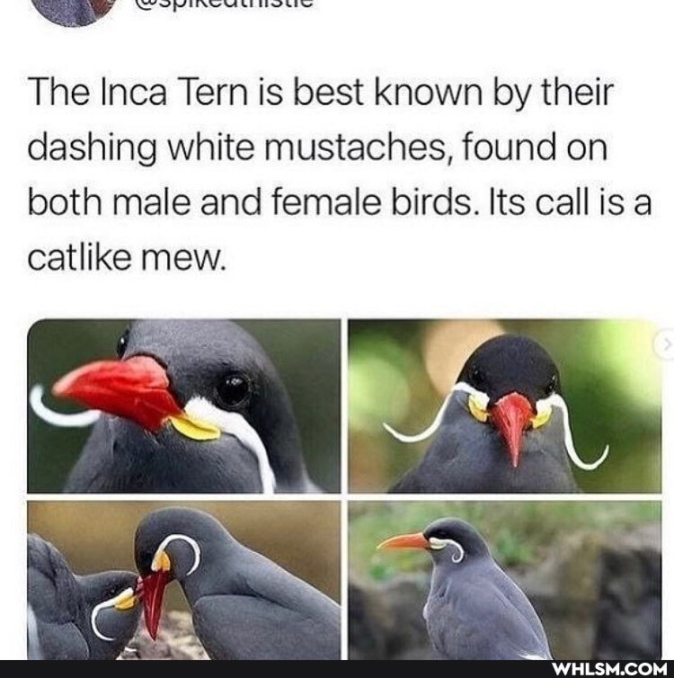 The Inca Tern is best known by their dashing white mustaches, found on both male and female birds. Its call is a catlike mew.