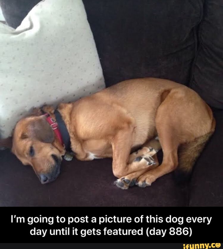 I'm going to post a picture of this dog every day until it gets featured (day 886) - I’m going to post a picture of this dog every day until it gets featured (day 886)