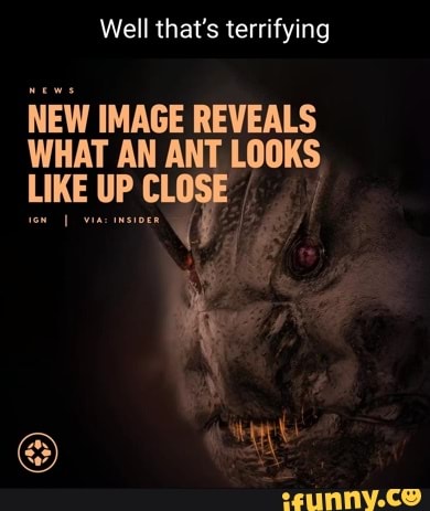 Well that's terrifying NEW IMAGE REVEALS WHAT AN ANT LOOKS LIKE UP