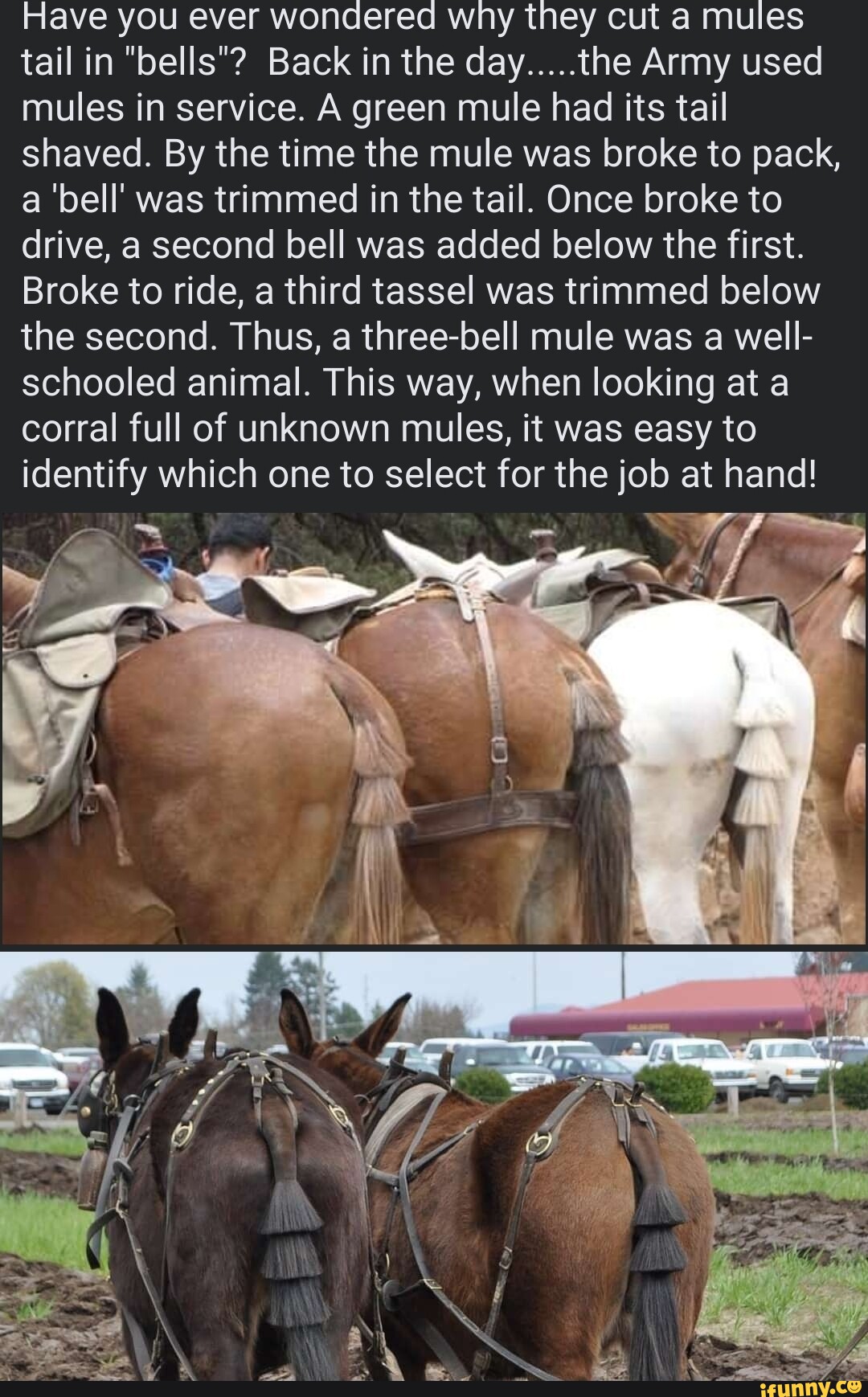 Have you ever wondered why they cut a mules tail in "bells"? Back in