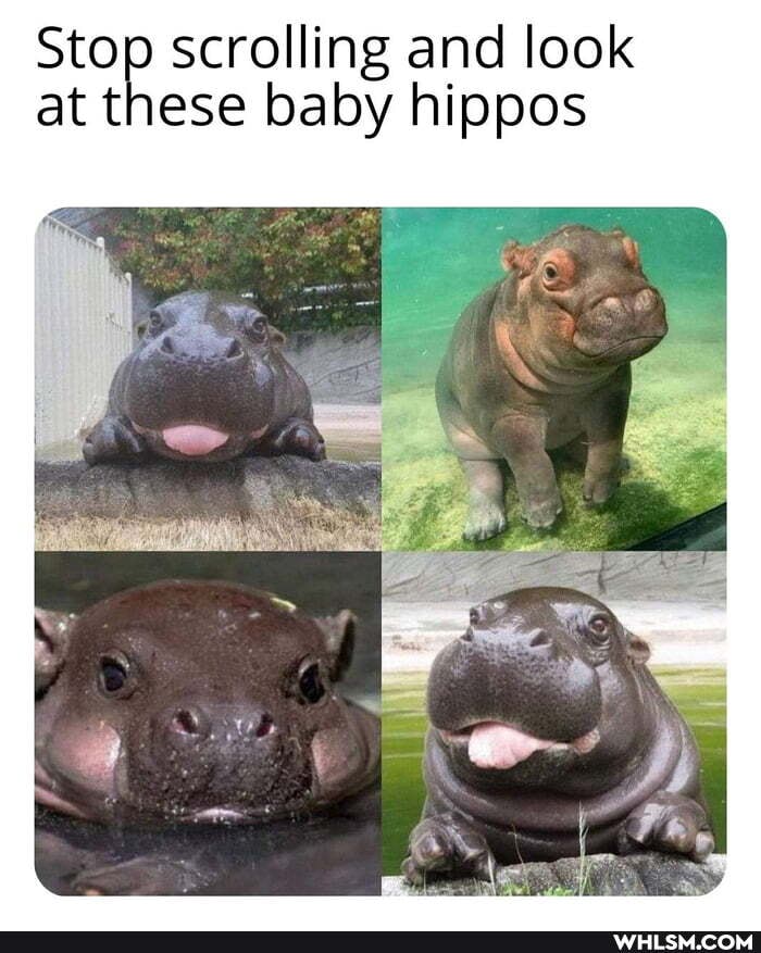 scrolling and look at these baby hippos