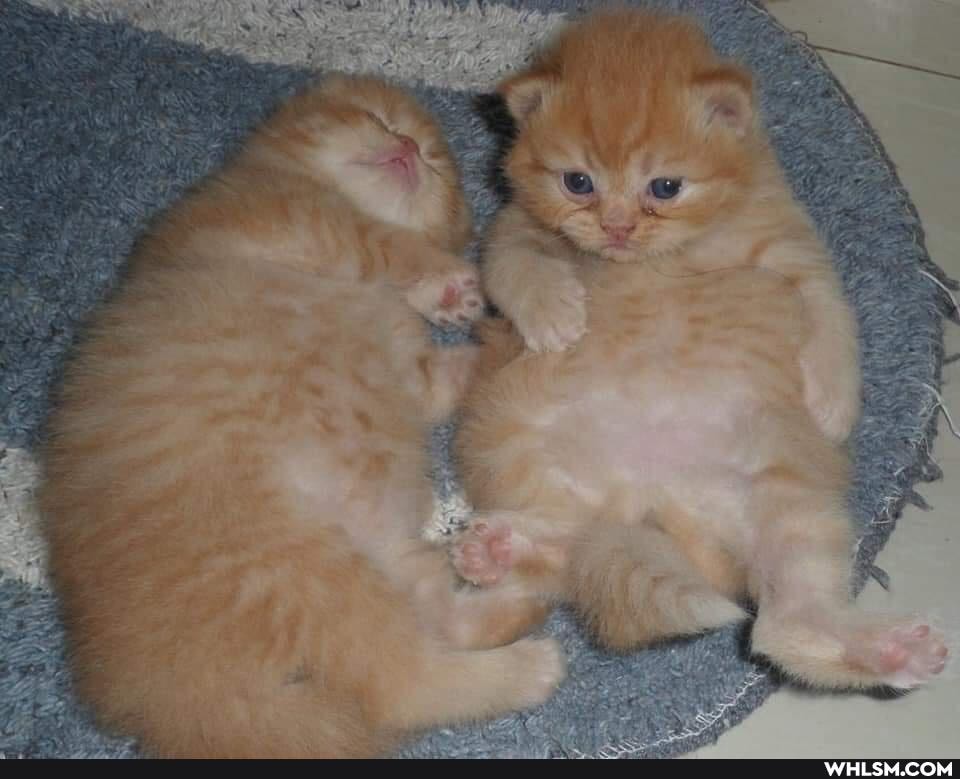 kitten, chonk, wow