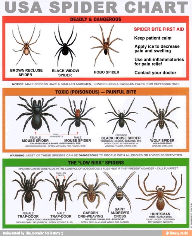 USA SPIDER CHART SPIDER BITE FIRST AID BLACK HOUSE SPIDER K OUT E ruas ...