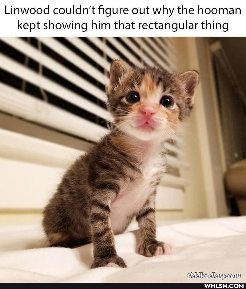 Linwood couldn't figure out why the hooman kept showing him that rectangular thing