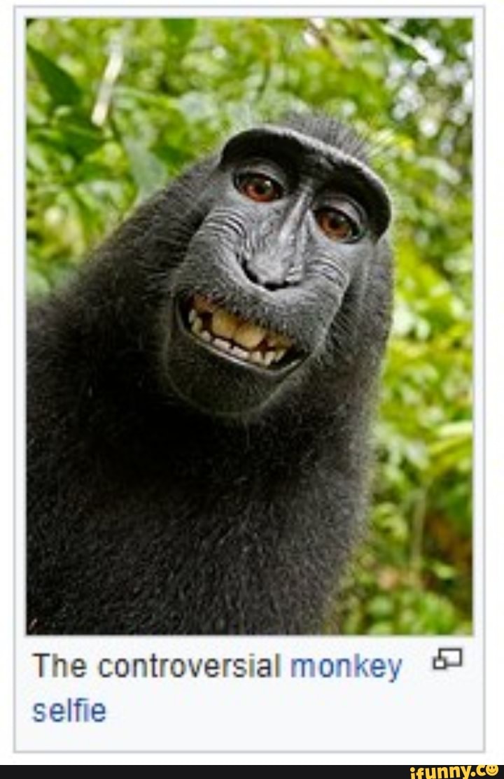 The controversial monkey selfie - iFunny