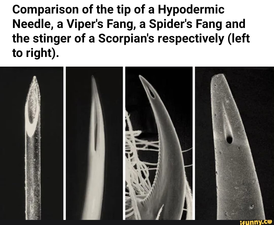 Comparison of the tip of a Hypodermic Needle, a Viper's Fang, a Spider's Fang and the stinger of