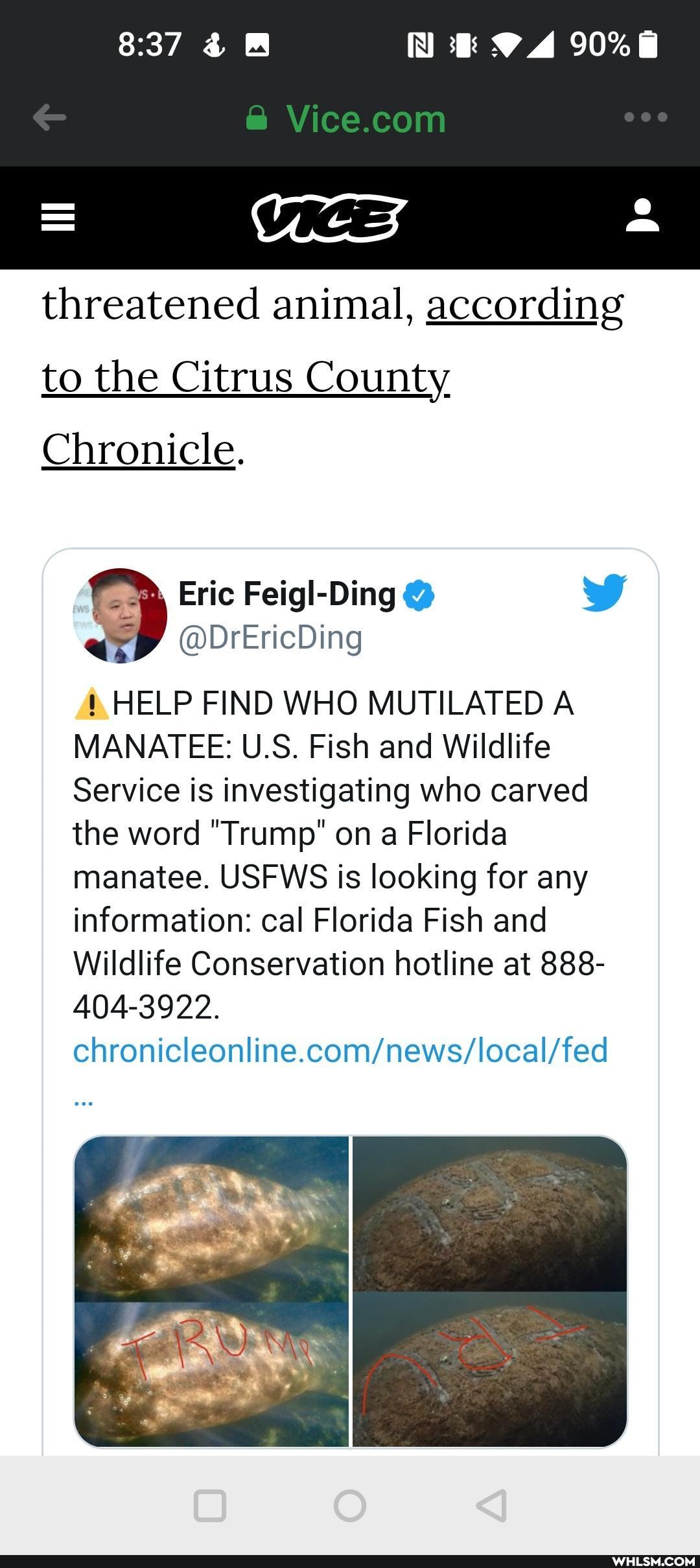 VICE
threatened animal, according
to the Citrus County
Chronicle.
Eric
DrEricDing
HELP FIND WHO MUTILATED A MANATEE: U.S. Fish and Wildlife
Service is investigating who carved the word "Trump" on a Florida manatee. USFWS is looking for any information: cal Florida Fish and
Wildlife Conservation hotline at 888-
404-3922.