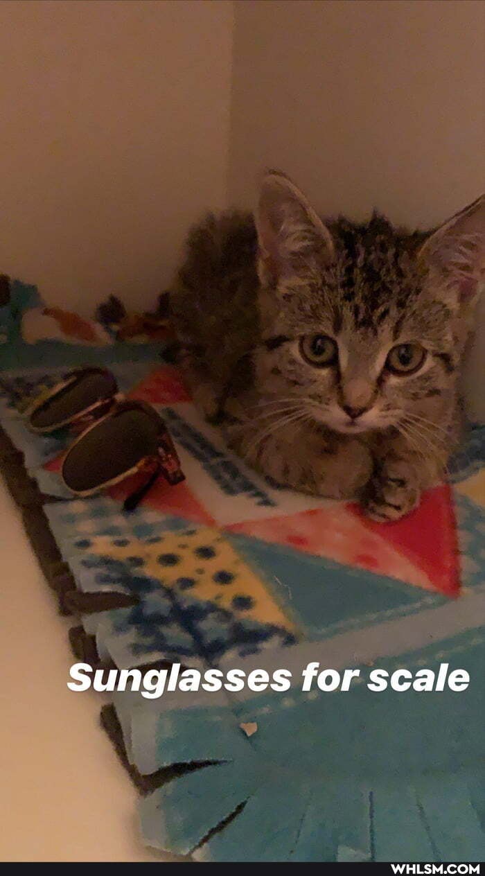 Sunglasses for scale