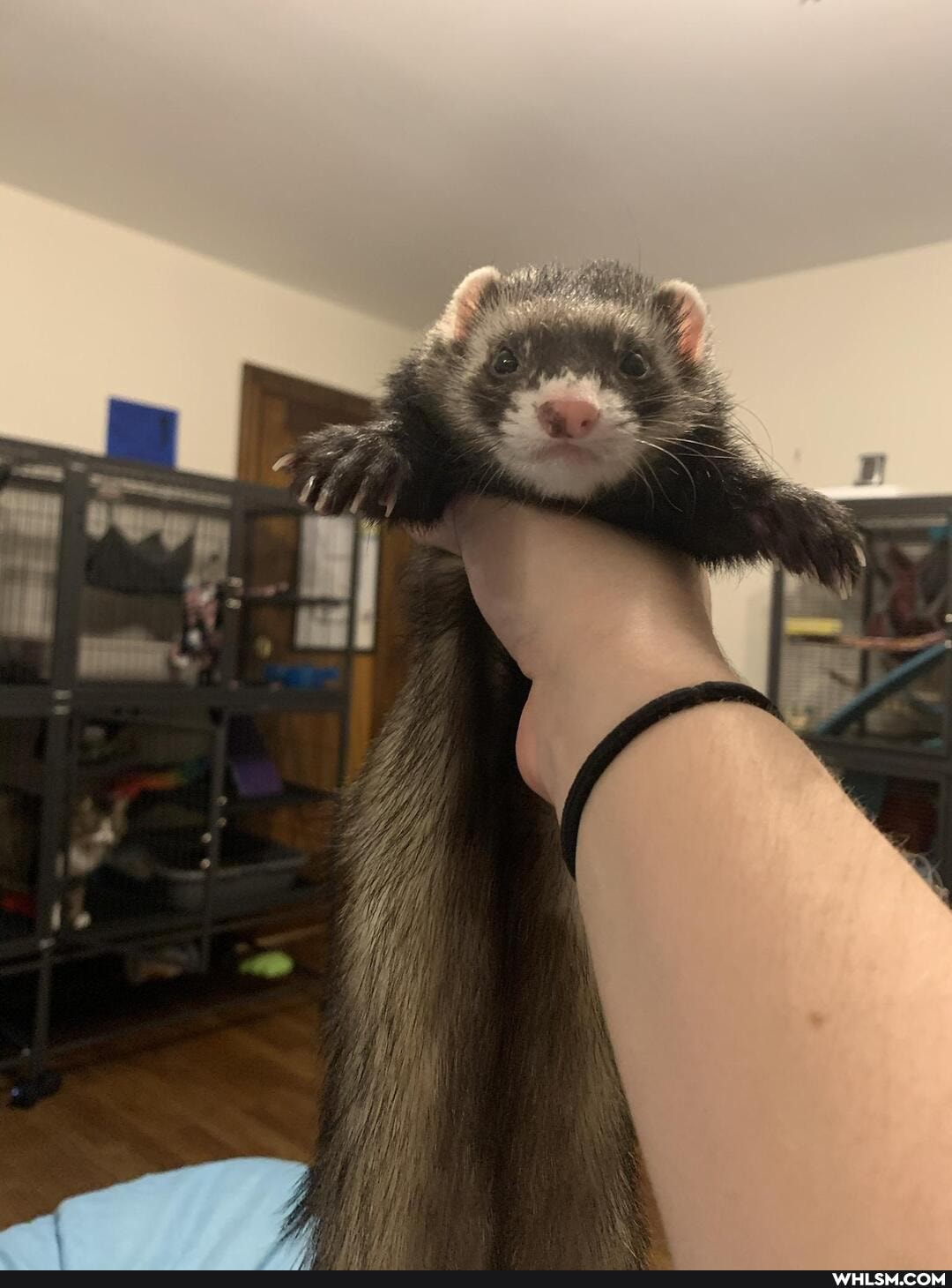 ferrets, avatar_the_last_airbender, pets, ferret