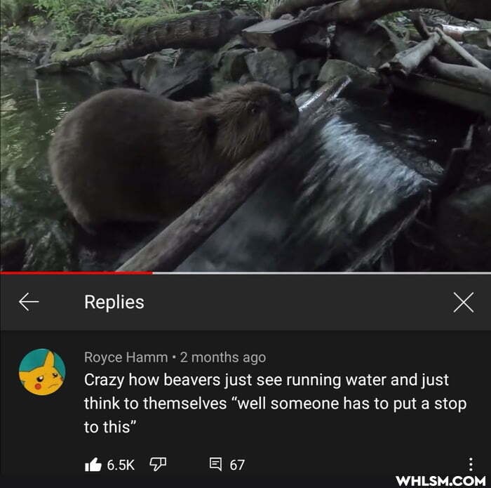 Replies
Royce Hamm 2 months ago
Crazy how beavers just see running water and just think to themselves "well someone has to put a stop to this"
6.5K
67