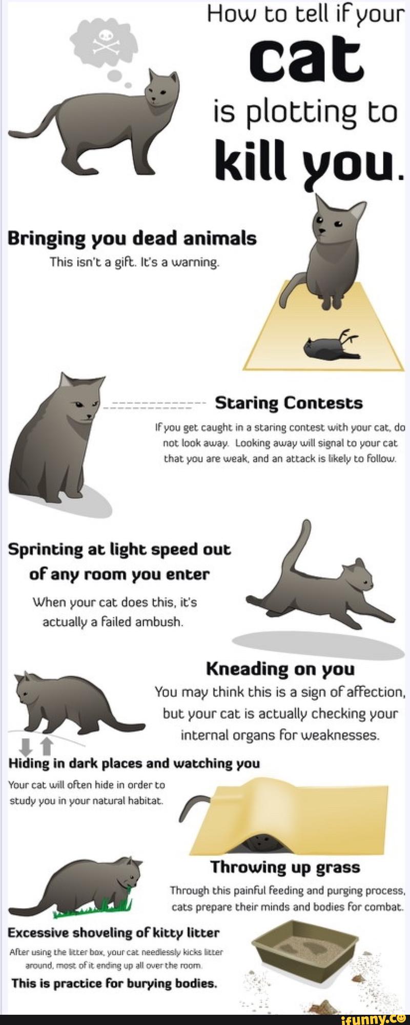 Sign of affection. How to tell if your Cat is plotting. Cat is plotting to Kill you. How to tell if your Cat is plotting to Kill you. Your Cat is Dead.