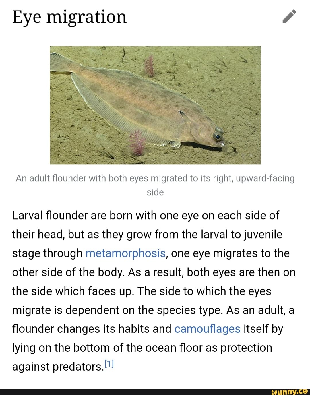 Migrates memes. Best Collection of funny Migrates pictures on iFunny