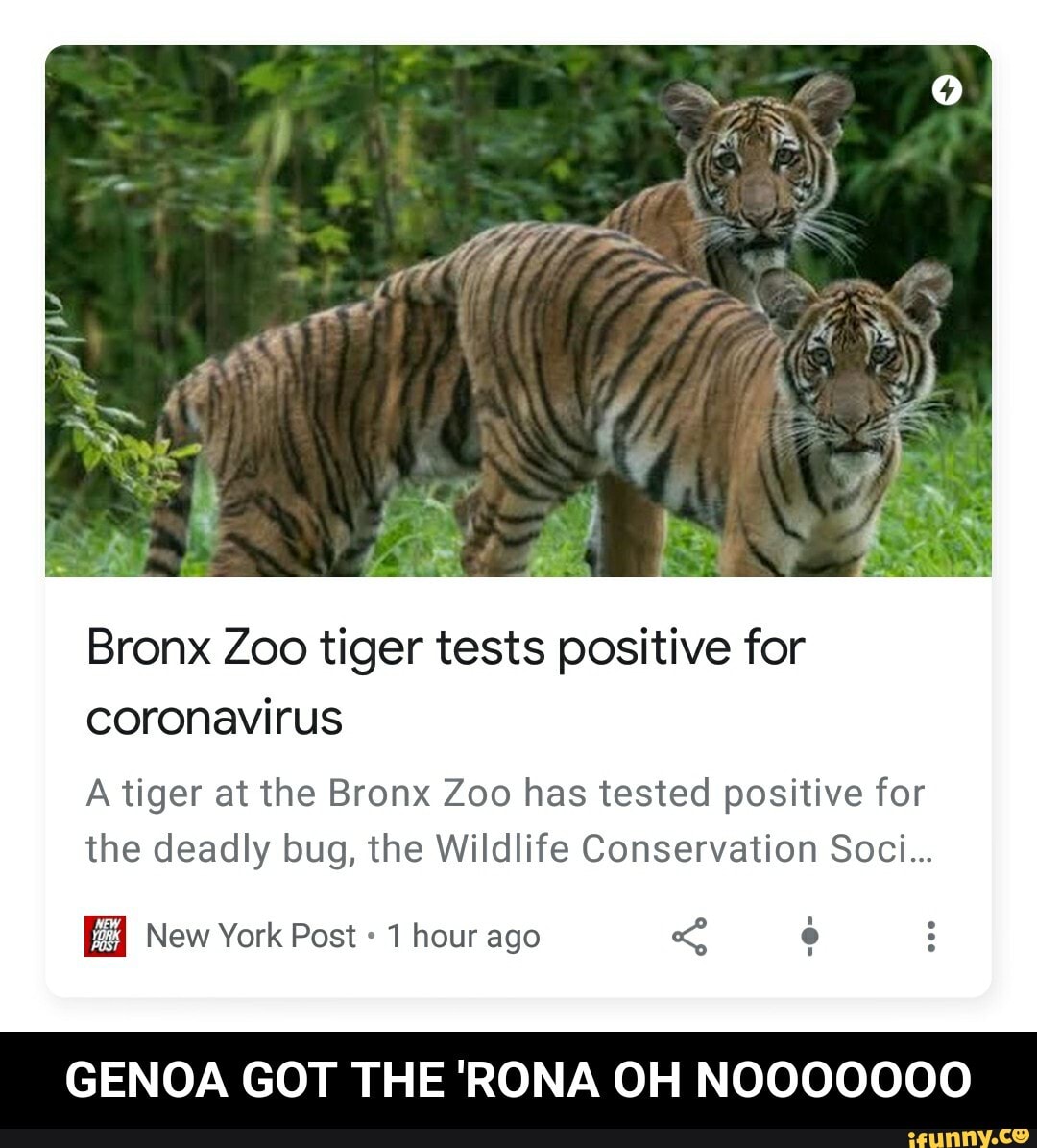 Bronx Zoo tiger tests positive for
coronavirus
A tiger at the Bronx Zoo has tested positive for
the deadly bug, the Wildlife Conservation Soci...
New York Post 1 hour ago
GENOA GOT THE 'RONA OH NOOOOOOO - GENOA GOT THE 'RONA OH NOOOOOOO