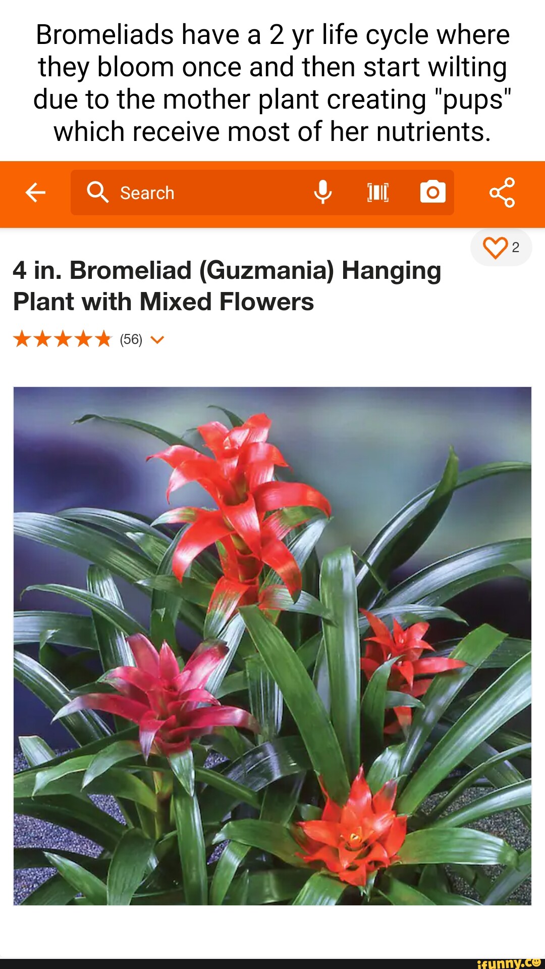Bromeliads have a 2 yr life cycle where they bloom once and then start