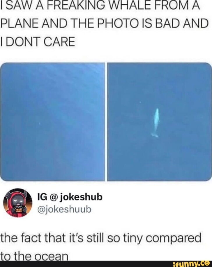 SAW A FREAKING WHALE FROM A PLANE AND THE PHOTO IS BAD AND I DONT CARE ...