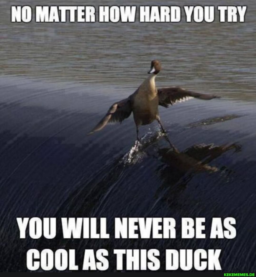NO MATTER HOW HARD YOU TRY
YOU WILL NEVER BE AS COOL AS THIS DUCK