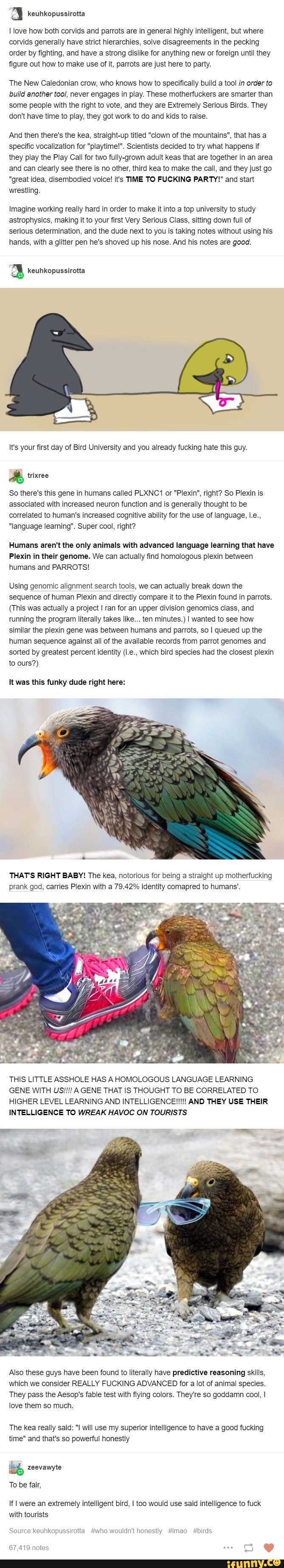 Love how both corvids and parrots are in general highly intelligent