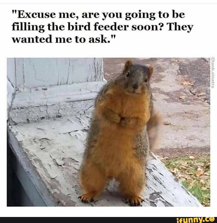 "Excuse me, are you going to be filling the bird feeder soon? They