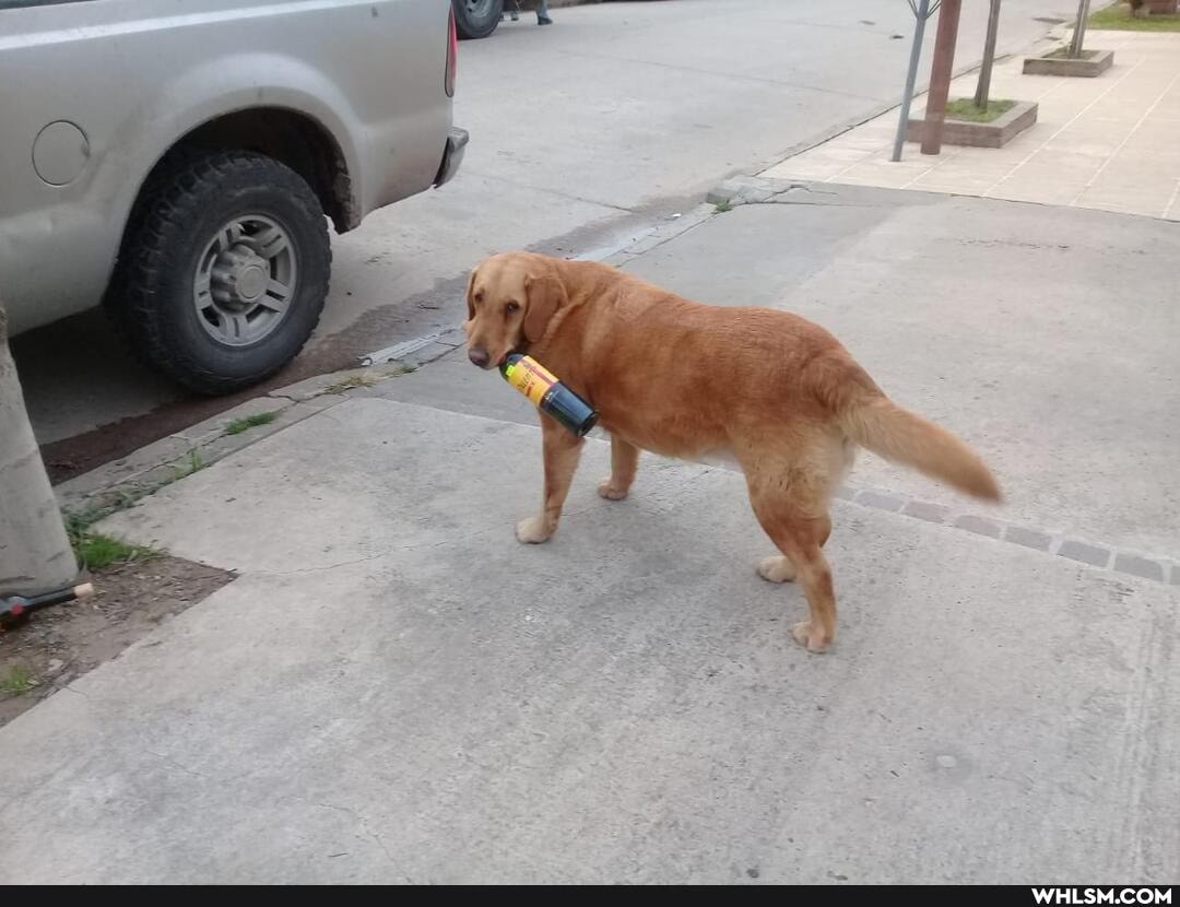 dog