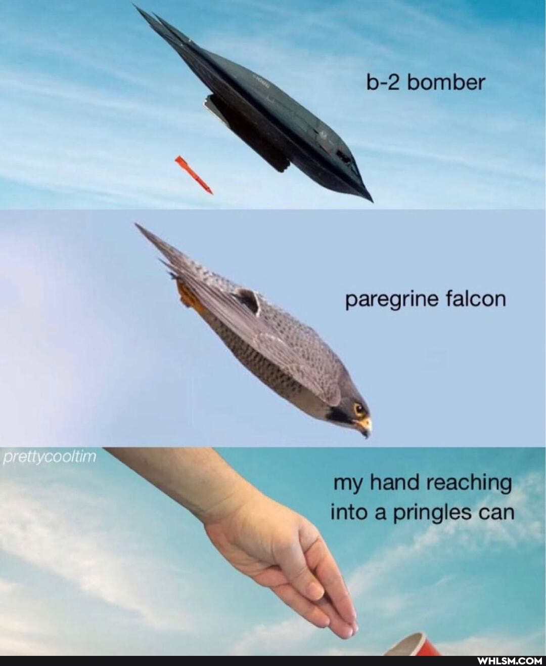 bomber
Ss
paregrine falcon
my hand reaching into a pringles can
