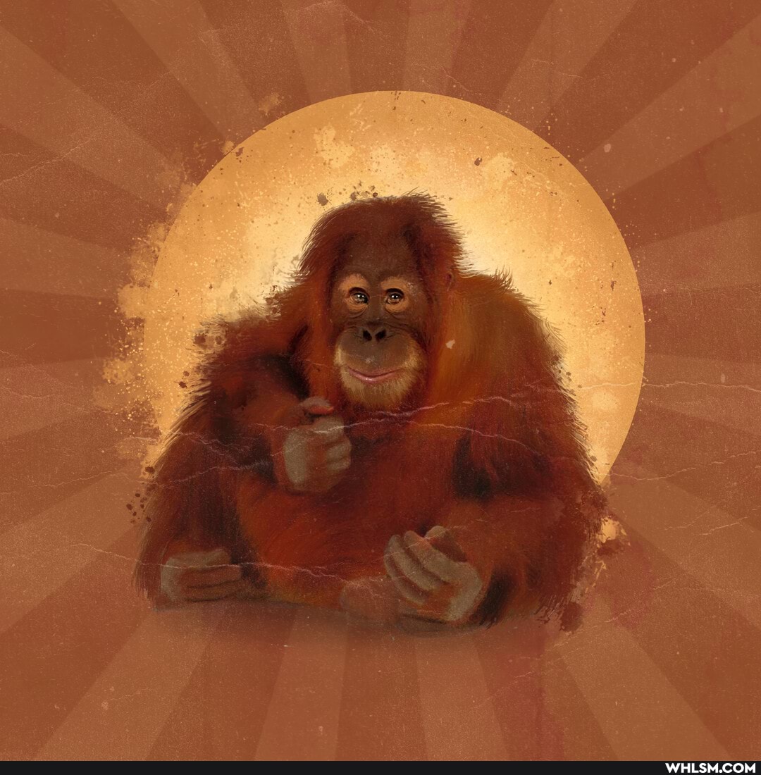 apes, orangutan, monkey