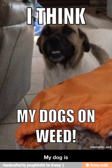 MY DOGS ON
WEED!
My dog is - My dog is