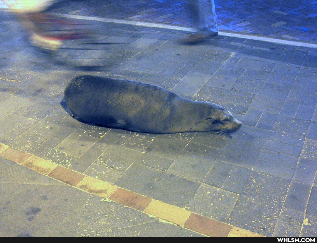 ecuador, sealion, galapagos, galapagos_islands