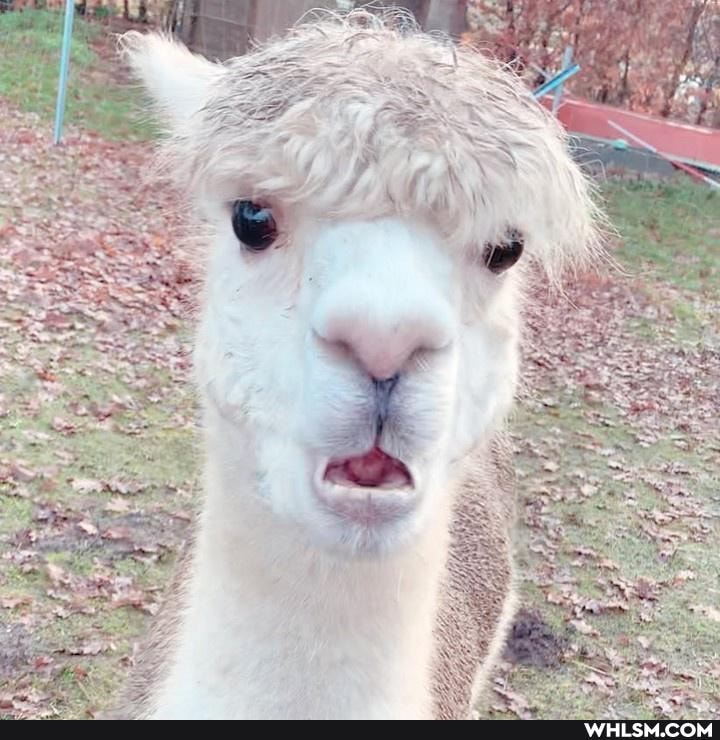 aww, awesome, funny
