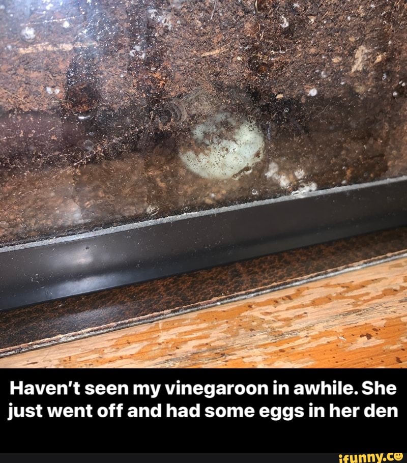 Haven't seen my vinegaroon in awhile. She just went off and had some eggs in her den - Haven’t seen my vinegaroon in awhile. She just went off and had some eggs in her den