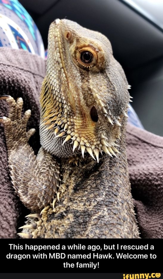 This happened a while ago, but I rescued a
dragon with MBD named Hawk. Welcome to
the family! - This happened a while ago, but I rescued a dragon with MBD named Hawk. Welcome to the family!