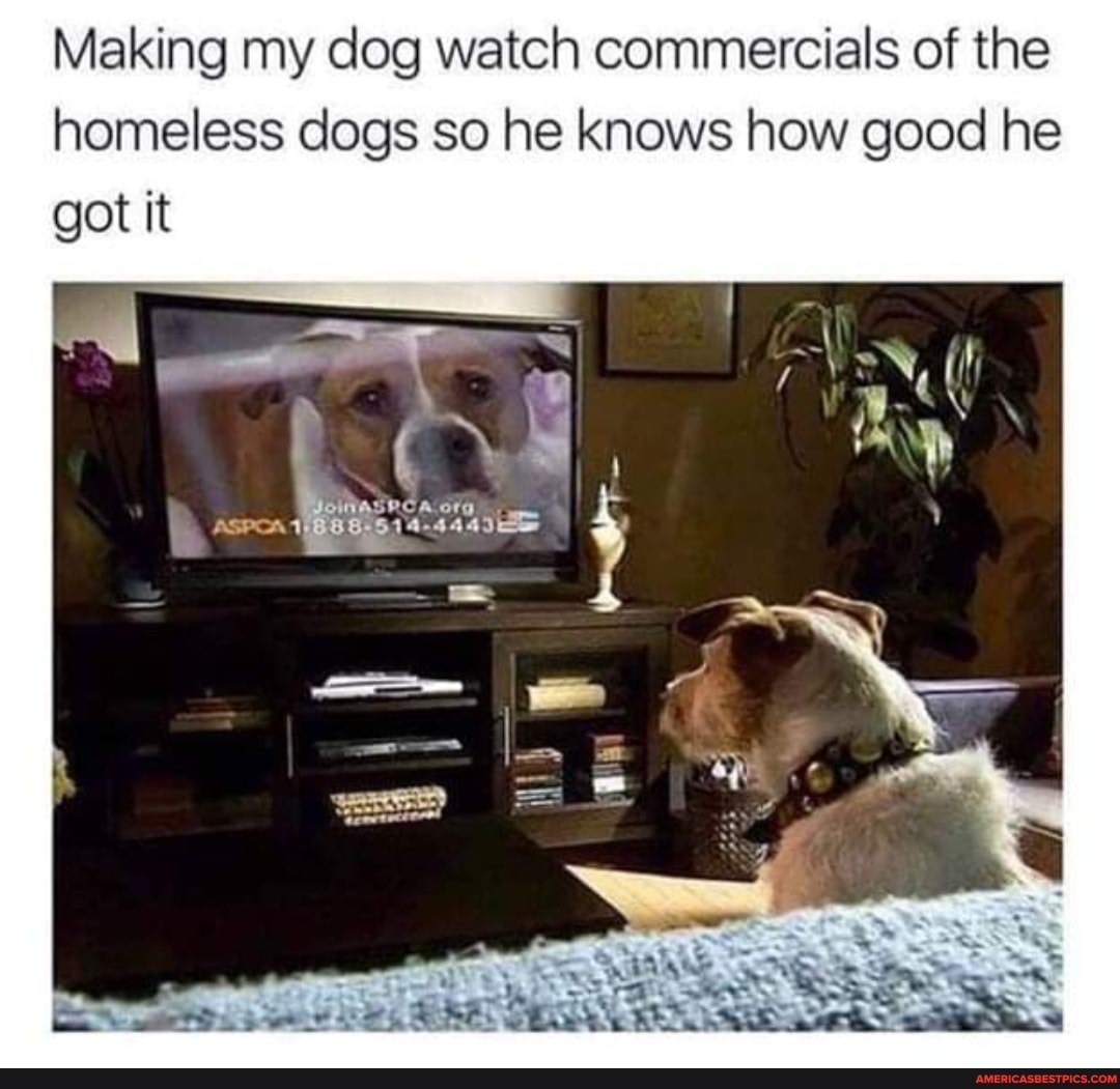 Making my dog watch commercials of the homeless dogs so he knows how good he
Got
ASPCAT