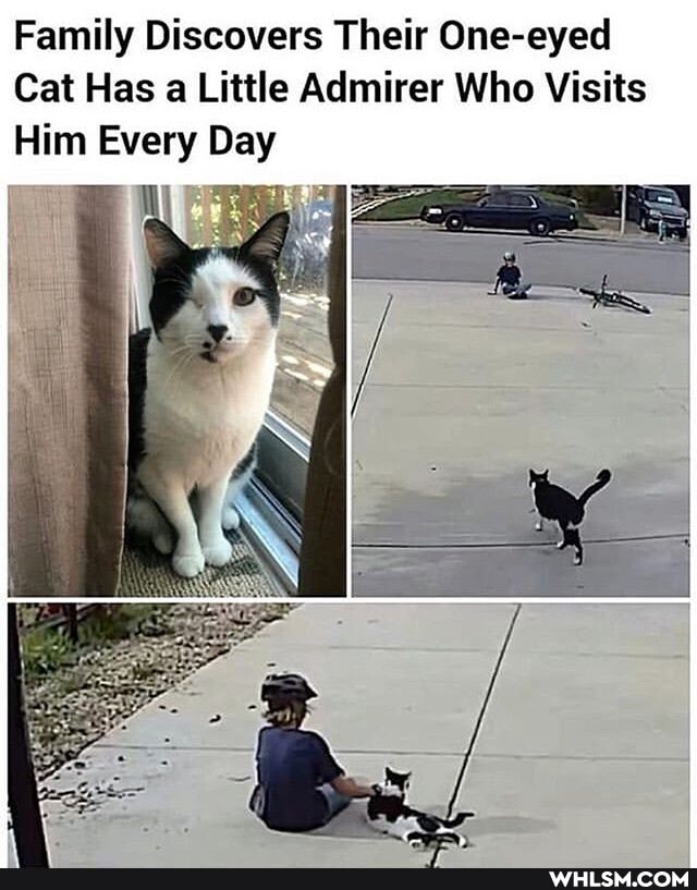 Family Discovers Their One-eyed
Cat Has a Little Admirer Who Visits
Him Every Day